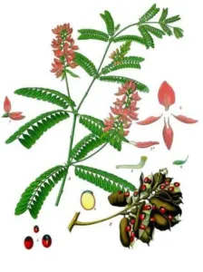Botanical plate of Abrus precatorius from Koehler's Medizinal-Pflanzen showing vine, flowers, pod and seeds