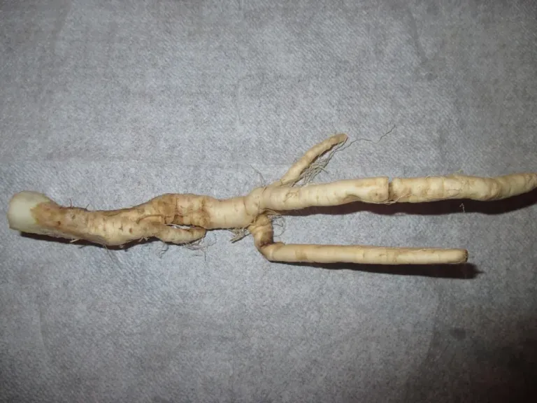 A cleaned, pale, forked mandrake root lying on a grey cloth