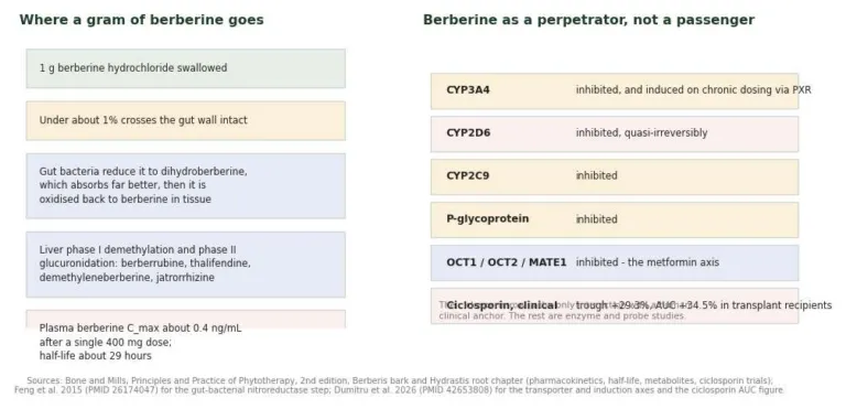 Two-panel diagram showing the fate of an oral berberine dose and the enzymes and transporters it inhibits