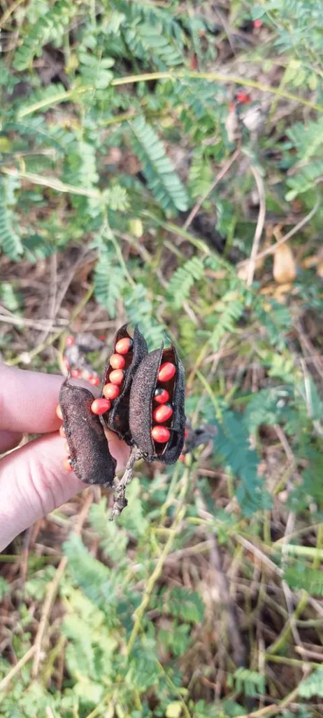 Two opened Abrus precatorius pods held in a hand, scarlet seeds still attached