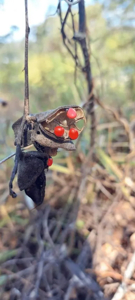 A dehisced rosary pea pod hanging on the vine with four seeds in place