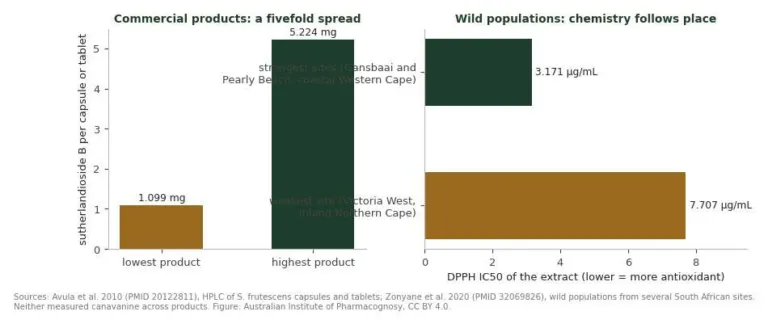 Two bar charts showing fivefold variation in sutherlandioside B between products and twofold variation in antioxidant activity between wild populations