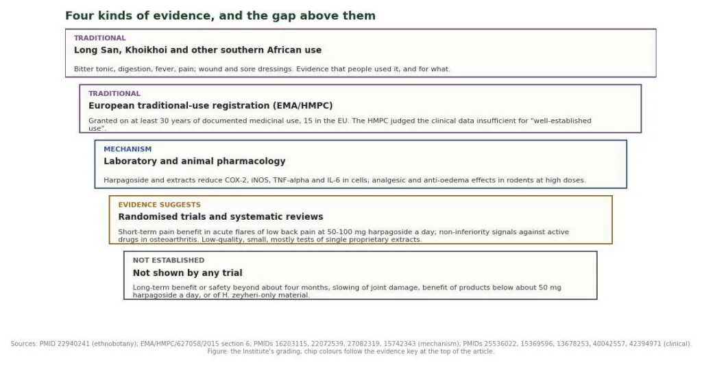 Diagram of five evidence tiers for Harpagophytum procumbens, from traditional use through trials to what is not established