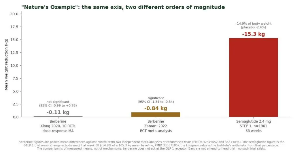 Bar chart comparing mean weight reduction with berberine in two meta-analyses against semaglutide in the STEP 1 trial
