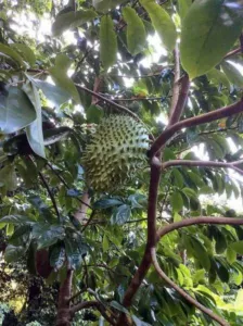 Soursop fruit growing on a tree on Beqa island Fiji