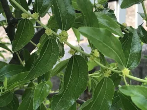 Small yellow-green jujube flowers among glossy three-veined leaves