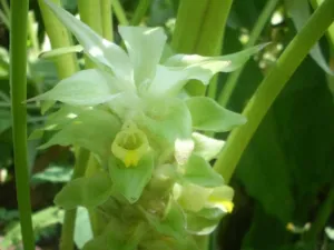 Close view of a pale green and white Curcuma longa flower spike among leaves