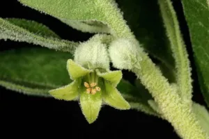 Small greenish yellow Withania somnifera flowers in a leaf axil