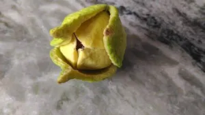 Yellow green fleshy three parted flower of Annona muricata on a branch