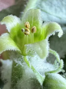 Close view of a pale green Withania somnifera flower and hairy calyx
