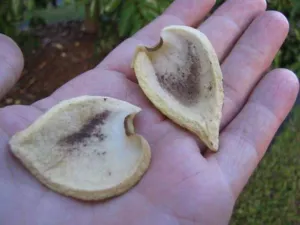 Dissected soursop flower parts showing fleshy petals stamens and carpels