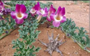 Harpagophytum procumbens plants with magenta trumpet flowers and a dried hooked fruit on sand