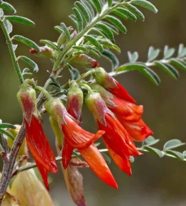 Chapter 3: Lessertia frutescens, the scarlet flowers