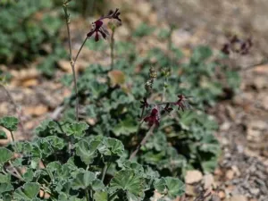 Flowering Pelargonium sidoides plants forming a low mat with dark flowers held above the leaves
