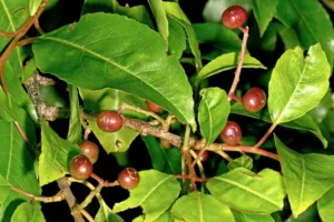 Developing cherry-shaped fruit of Prunus africana on the branch