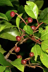 Cherry-shaped developing fruit and leaves of Prunus africana