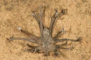 Mature woody Harpagophytum procumbens fruit with long hooked arms lying on orange sand