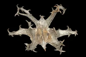 Silver-grey dried Harpagophytum procumbens fruit with branching hooked arms on a black background