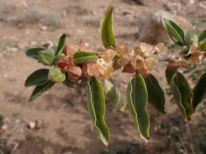 Fruiting branch of Withania somnifera with ripening papery lanterns