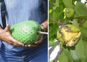 A person holding a large green soursop fruit and a soursop flower opening on a branch