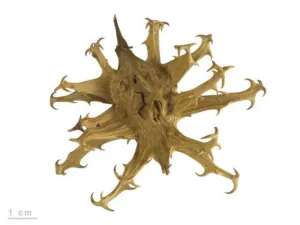 Golden-brown Harpagophytum procumbens fruit with radiating hooked arms and a one centimetre scale bar