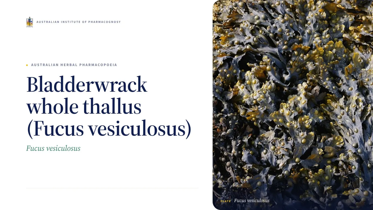 Bladderwrack whole thallus (Fucus vesiculosus) - Australian Institute of Pharmacognosy
