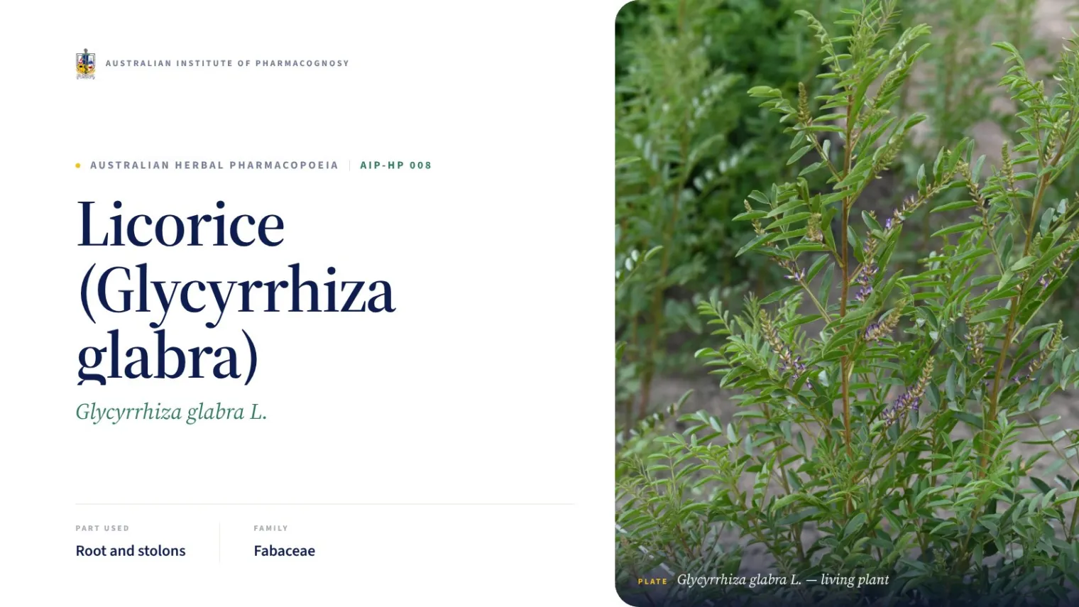 Licorice (Glycyrrhiza glabra) — Australian Institute of Pharmacognosy
