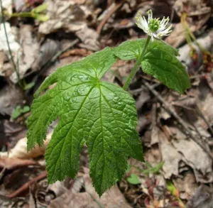 Goldenseal Hydrastis canadensis plant with a red fruiting head