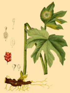 Chapter 11: an 1887 plate of Hydrastis canadensis