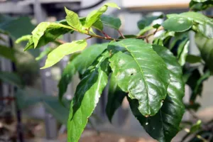 Crown and foliage of a mature Prunus africana tree