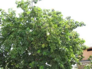 Annona muricata tree in fruit with green spiny fruits among glossy leaves