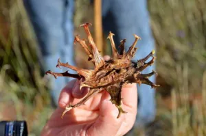 Dried brown hooked Harpagophytum fruit held between fingers against grass