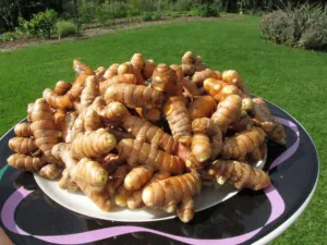 Freshly dug Curcuma longa rhizomes piled on a plate on a lawn