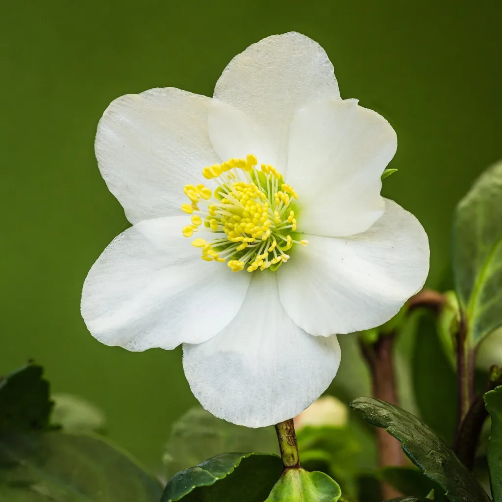 White flower of black hellebore