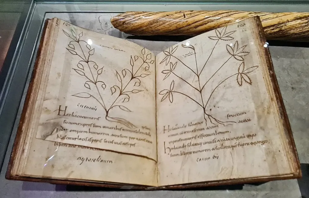 An open medieval herbal manuscript with hand-painted plants across both pages