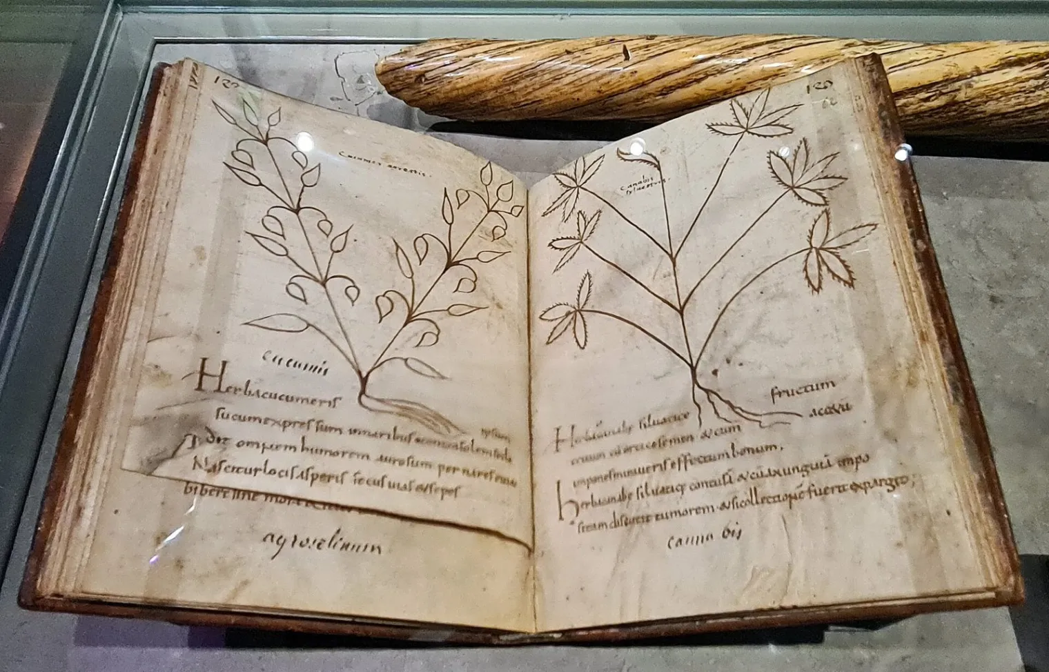 Agrippa herbs: an open medieval herbal manuscript with drawn plants