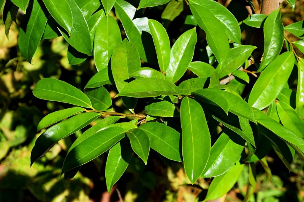 Glossy dark green leaves of Annona muricata, soursop, on the branch