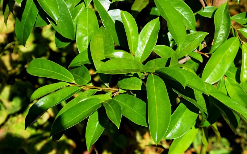 Soursop (Annona muricata): The Graviola Cancer Claim