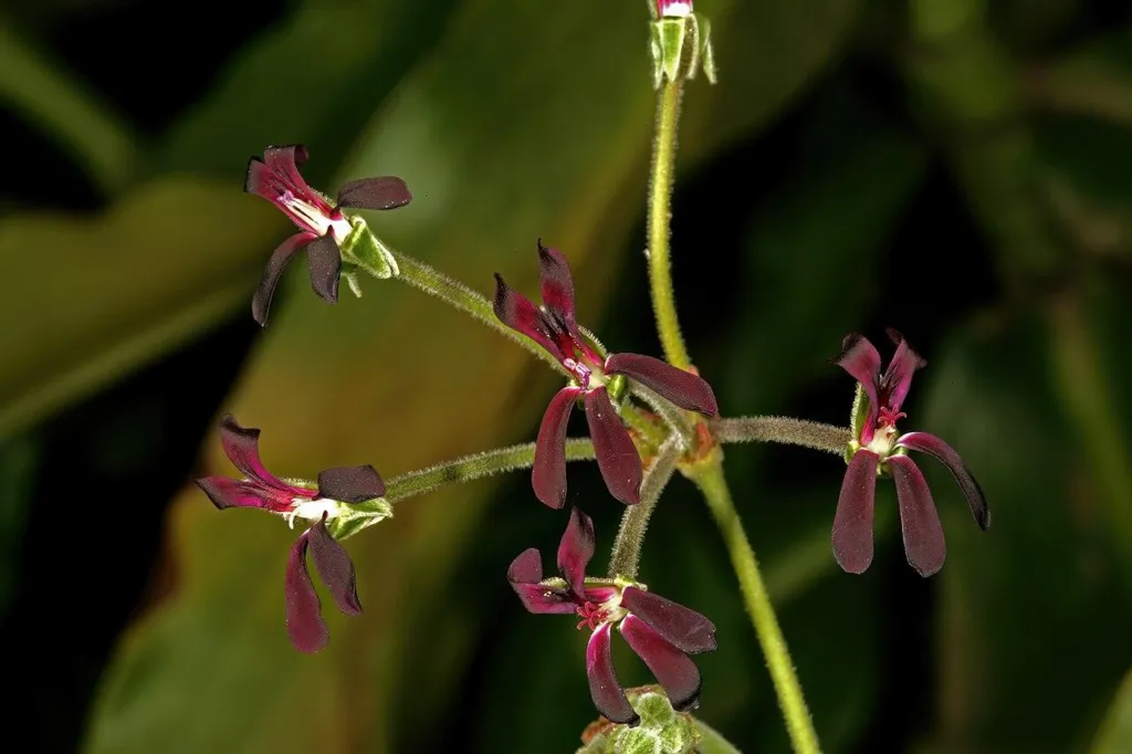 Dark maroon flowers of Pelargonium sidoides, the African geranium, on slender stalks above grey-green leaves