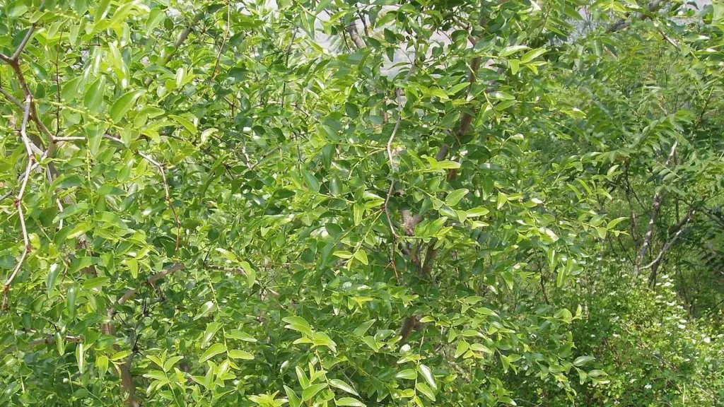 Ziziphus jujuba var. spinosa, the spiny sour jujube, in leaf and fruit