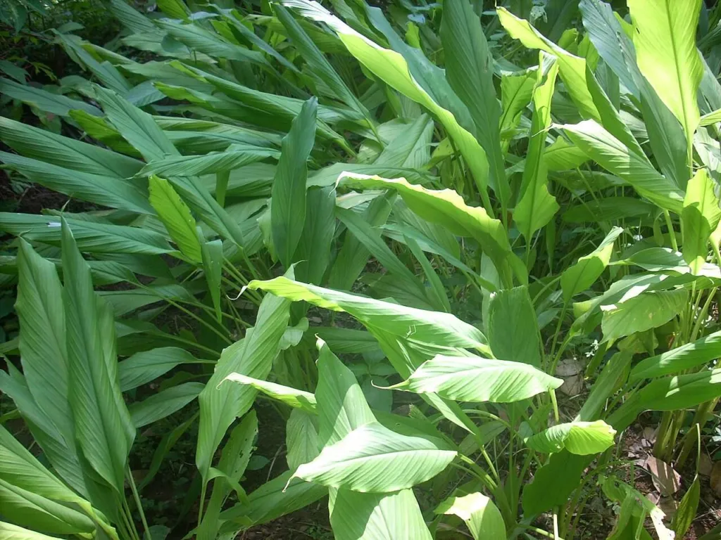 Curcuma longa, turmeric, growing in a garden bed with broad green leaves