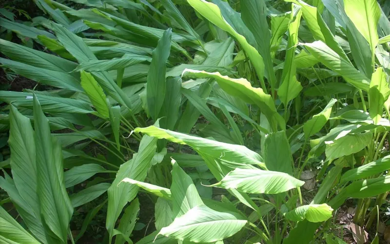 Turmeric (Curcuma longa): Spice, Supplement and the Liver
