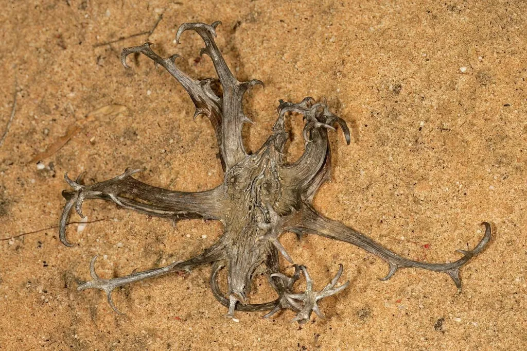 Harpagophytum procumbens devil's claw fruit with hooked arms lying on Kalahari sand