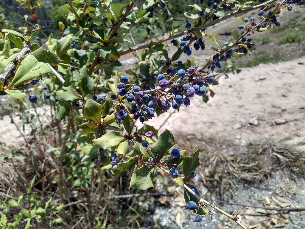 Berberis aristata Indian barberry bush in fruit in Uttarakhand India