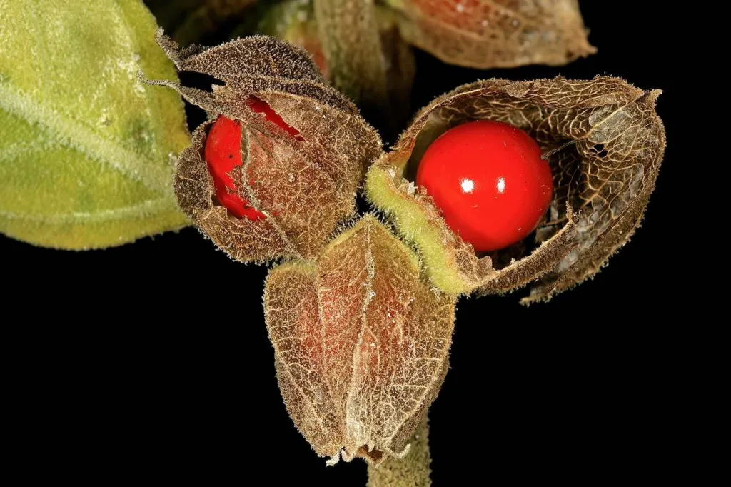 Two ripe red Withania somnifera berries in opened papery calyces