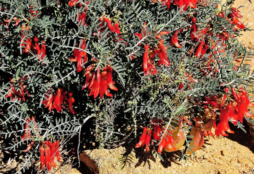 Lessertia frutescens Sutherlandia cancer bush shrub covered in scarlet flowers, Goegap Nature Reserve, Northern Cape