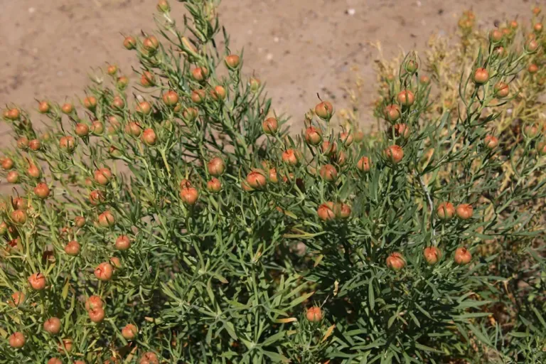 A harmal bush in fruit, its round capsules turning orange, on dry ground in Uzbekistan