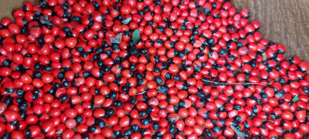 Hundreds of scarlet Abrus precatorius seeds, each with a black cap, collected in south-east Queensland