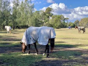 Several horses grazing in a green paddock in suburban Brisbane, Queensland