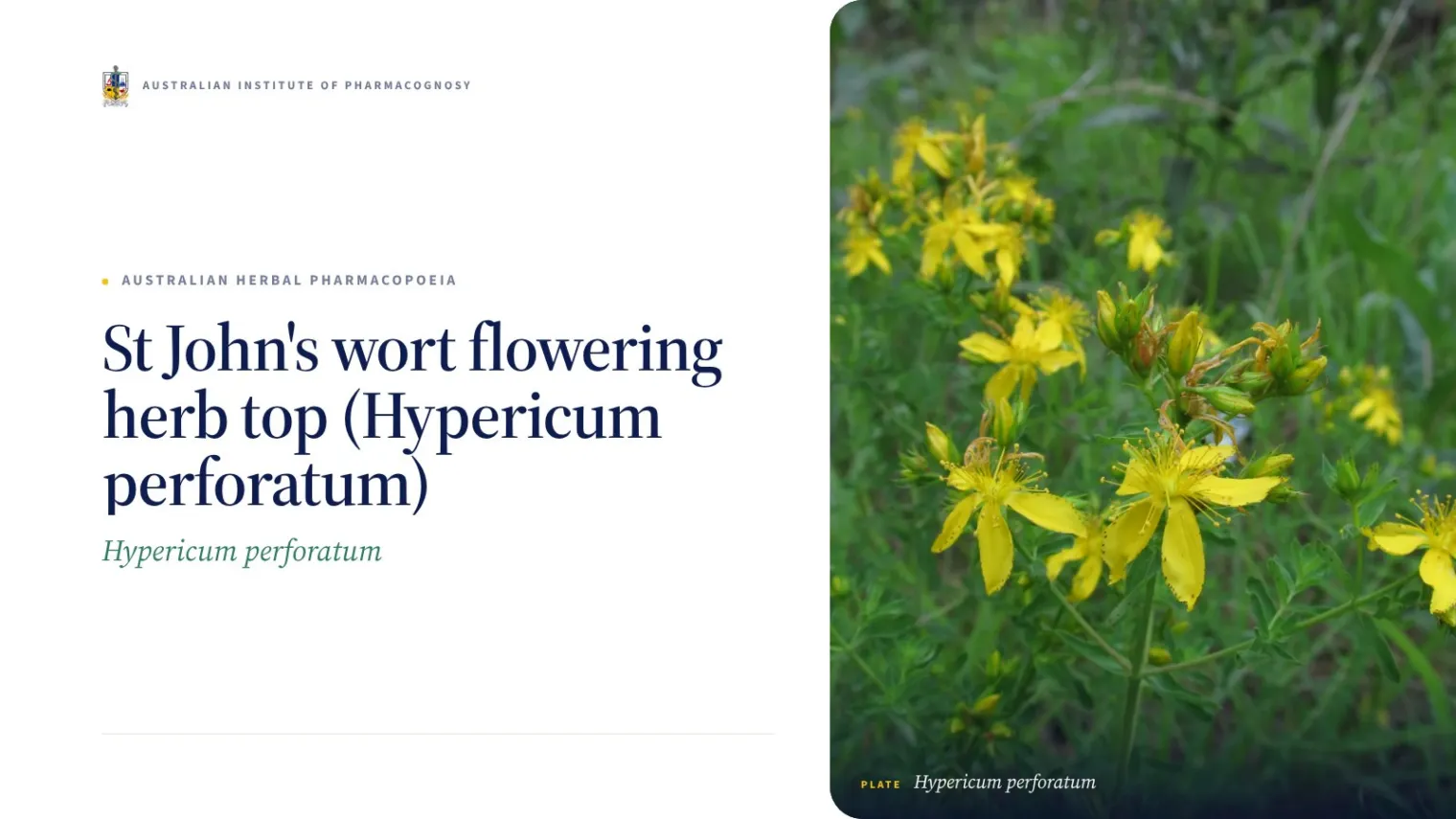 St John's wort flowering herb top (Hypericum perforatum) - Australian Institute of Pharmacognosy